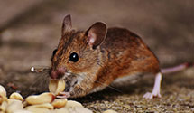 24 Hour & Emergency Exterminators in Helmsburg, IN